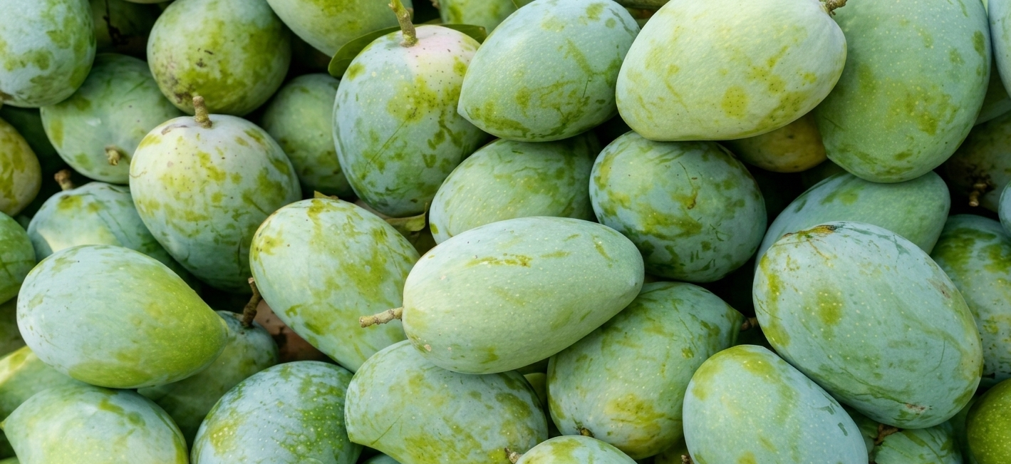 Fresh Indian mangoes
